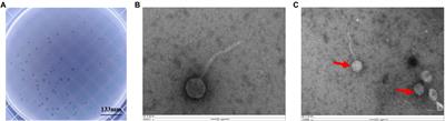 Characterization and genome analysis of phage vB_KpnS_SXFY507 against Klebsiella pneumoniae and efficacy assessment in Galleria mellonella larvae